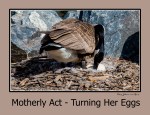 Gallery – Turning Her&nbsp;Eggs