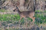 doe – whitetailed deer –&nbsp;DSC_5394
